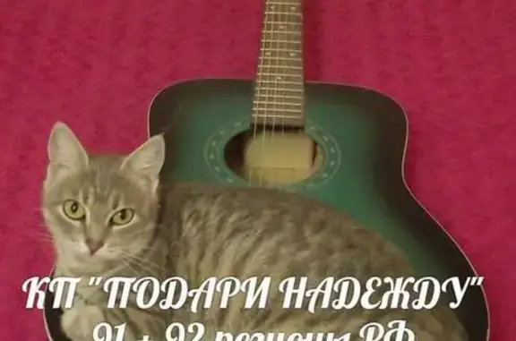 Пропала кошка в Севастополе, пр. Острякова