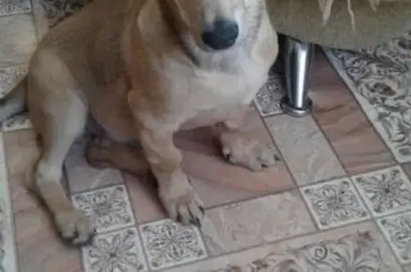 Собака такса найдена в Бердске, Микрорайон 14