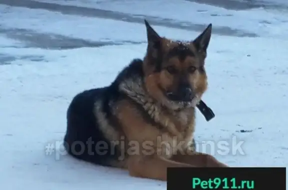 Найдена собака в Заельцовском кладбище, Новосибирск