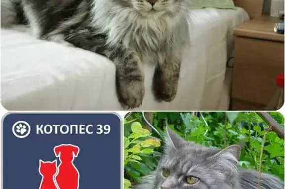 Пропала кошка на улицах Батальная и О.Кошевого #ПОТЕРЯН_КОТОПЕС39
