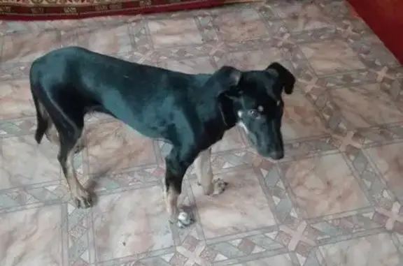 Найдена собака с проблемами лап - Псков, #жтс #щенки