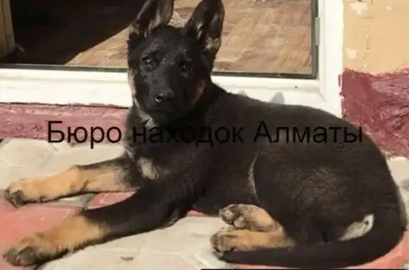 Пропала собака в районе Рыскулова - Ахрименко (Москва)