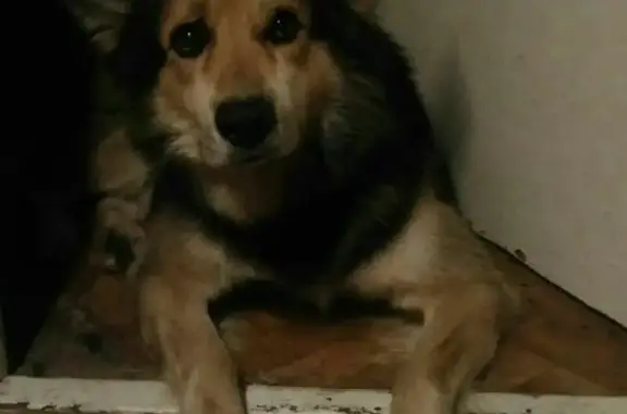 Пропала собака в Московском районе