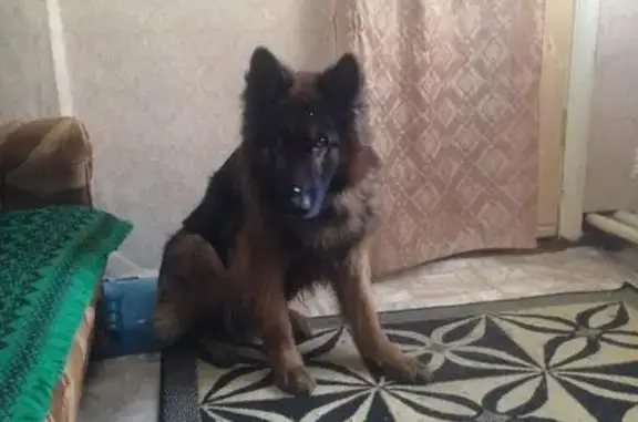 Найдена собака в Омске!