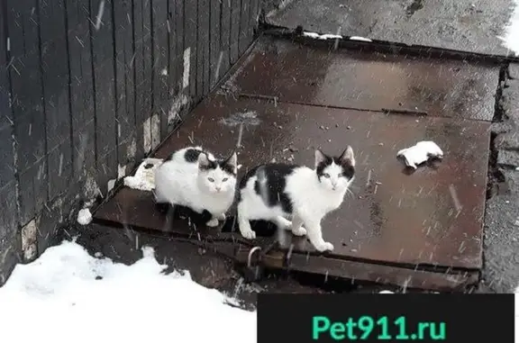 Найдены 2 котенка Москва, помогите найти им дом!