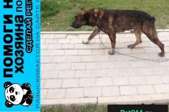 Пропала собака в Севастополе, район 61 школы