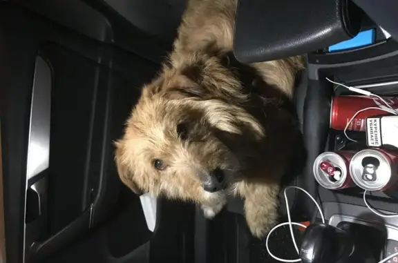 Собака найдена на Алтуфьевском шоссе