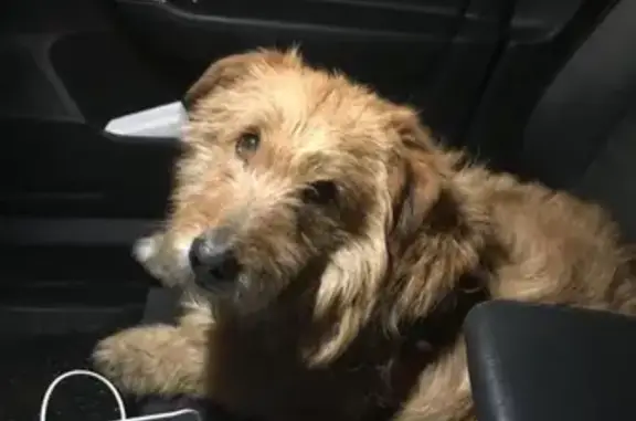 Собака Пёс найдена на Бибиревской улице в Москве