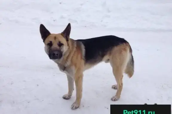 Найден пугливый пес в Ногинском районе