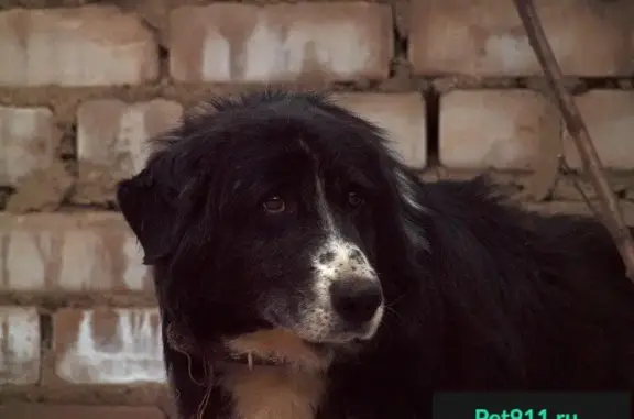 Найден красивый пёс на ул. Боршодской, Череповец