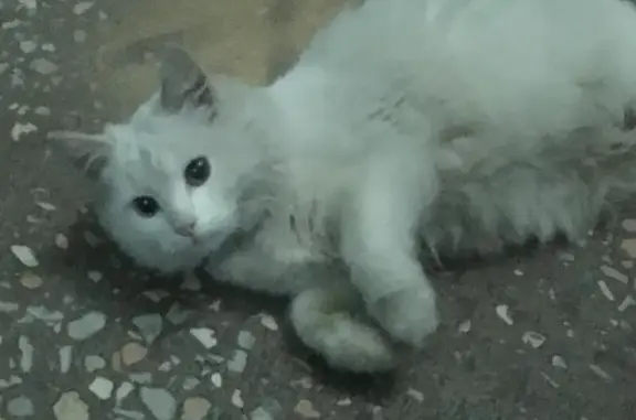 Найдена домашняя кошка с ошейником в Бибирево