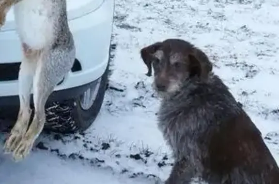 Пропала собака Цезарь в Гуково, Ростовская область