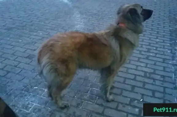Найдена собака около метро Перово, адрес: 2-я Владимирская улица, 36/21.
