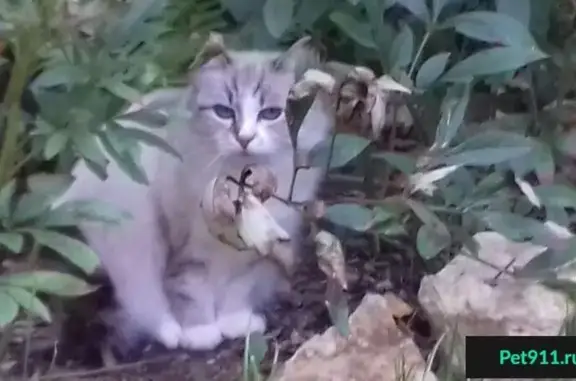 Пропала кошка в Видном на улице Лемешко