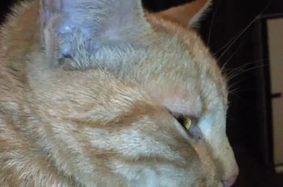 Найдена кошка в Рязани: ищет дом!