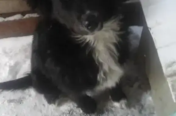 Пропала собака Бим в Саранске, вознаграждение
