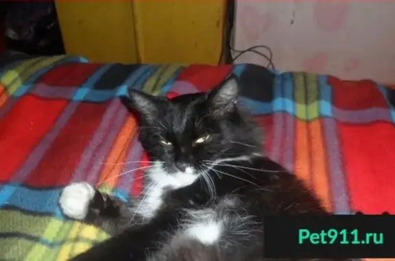 Пропала кошка Мотя в Тюмени