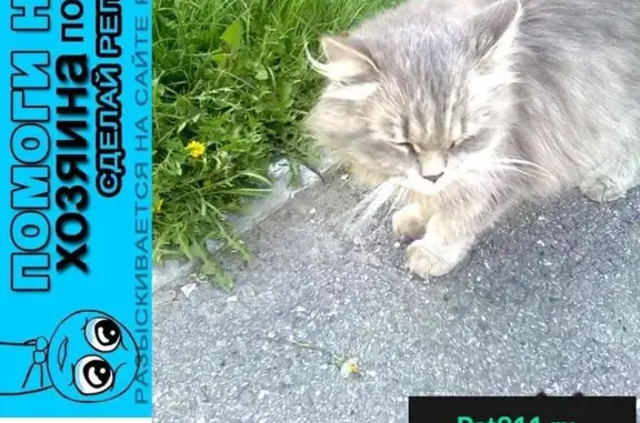 Пропала кошка в Новокузнецке, Обнорского 22