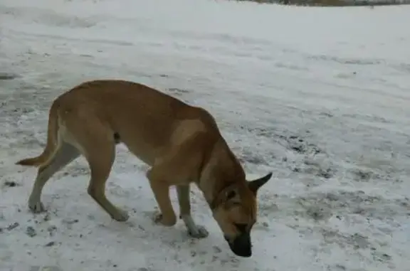 Найден домашний пёс в Зональной Станции, Томская область.