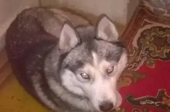 Пропала собака Грей в Южноуральске, помогите найти!