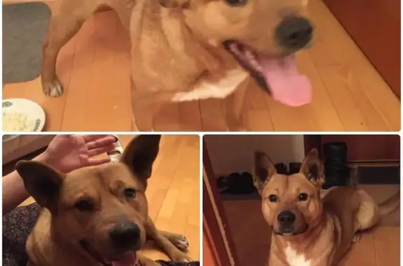 Найдена собака в Москве: 8 (967) 244-34-64