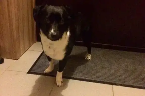 Пропала собака в Тимофеевке, Казань