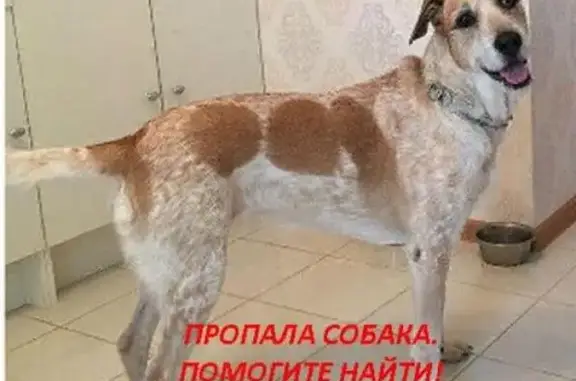 Пропала собака Мафи на пересечении Люблино, Выхино, Кузьминок.