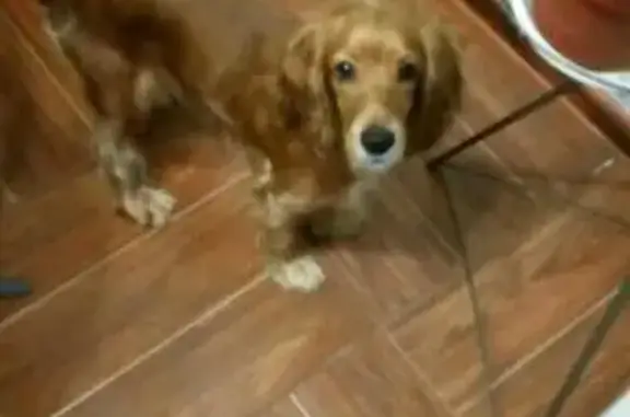 Найдена собака породы кокер в районе МТС, Ногинка
