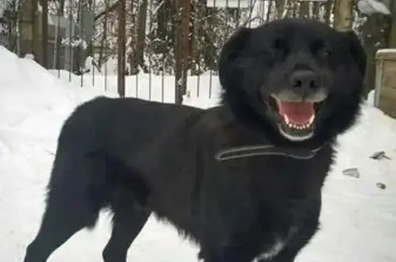 Найдена собака в Наро-Фоминске, ищет новый дом в Москве