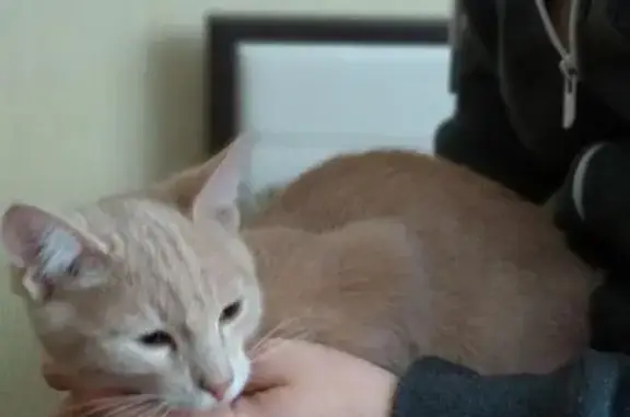 Найден рыжий котенок на Долматова