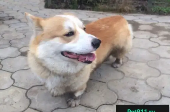 Найдена собака в Краснодаре, ищем старых владельцев