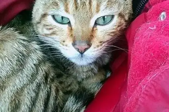 Найдена кошка в Домодедово