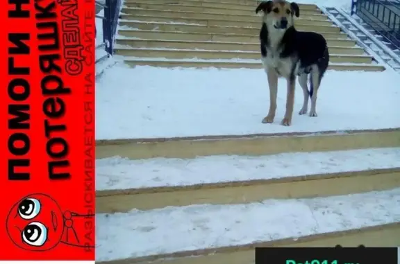 Пропала собака в Одинцовском районе, Малые Вязёмы!