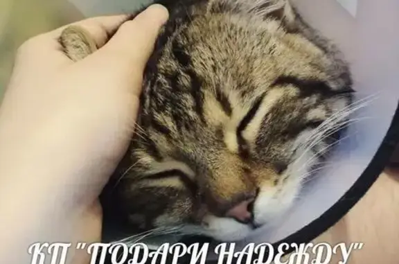 Пропал кот на Леваневского, Севастополь (17.03.2018)