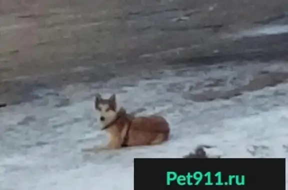 Найден пёс в Ждамирово, ищем хозяина!