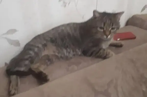 Найден ручной кот на с/з Захаренко 2б в Челябинске