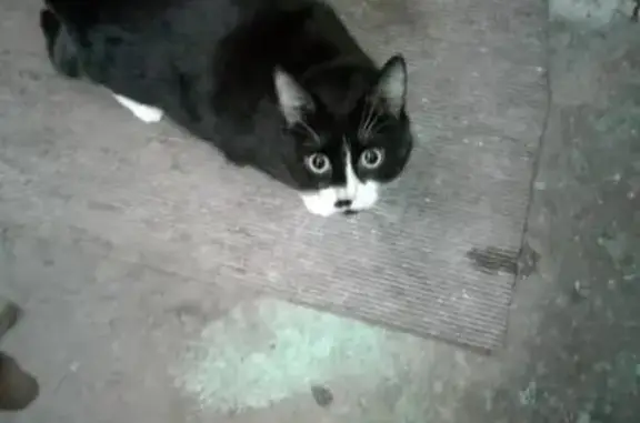 Найдена кошка в Электростали, пугливая.