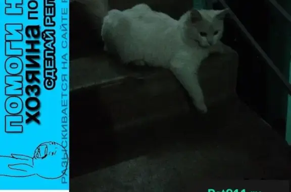 Пропала белая кошка в Москве