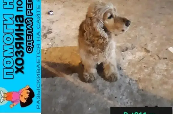 Пропала собака, найден рыжий спаниель в Ремсельмаше, Вологда
