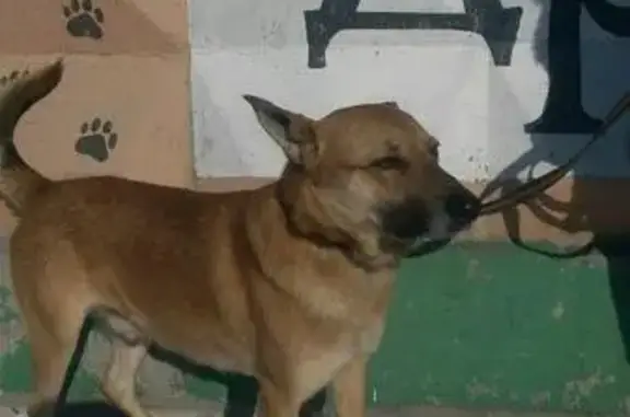 Найдена собака в Омске, прошу помочь!