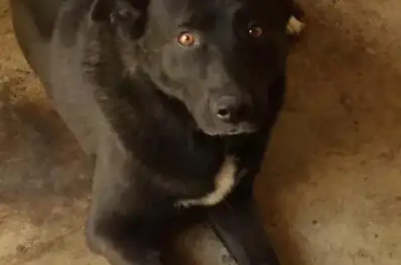 Пропала собака в Климовске, ул. Суворова 2, черный кобель 