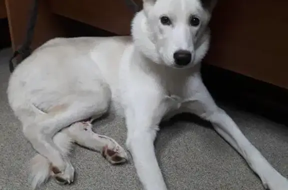 Потеряшка с Магнитогорска: найден пес