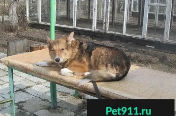 Пропала собака в Коврове на ул. З.Космодемьянской 09.02.18.