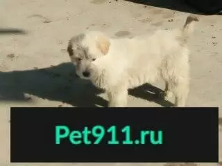 Пропал щенок в Богородицке, Тульская область!