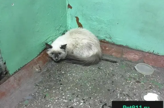 Найдена кошка на Московском 23