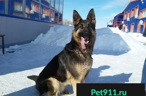 Найдена собака в Воронеже, Рыкань, 4 км от поворота.