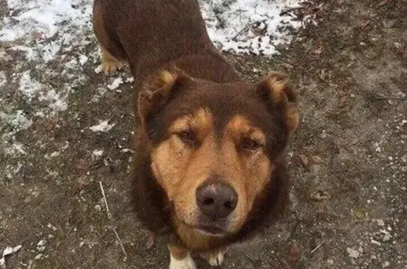 Пропала собака в Яскино, Одинцово