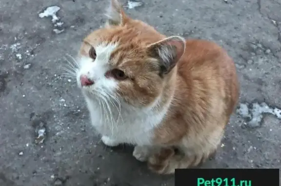 Найден рыже-белый котенок в Москве, нужна помощь