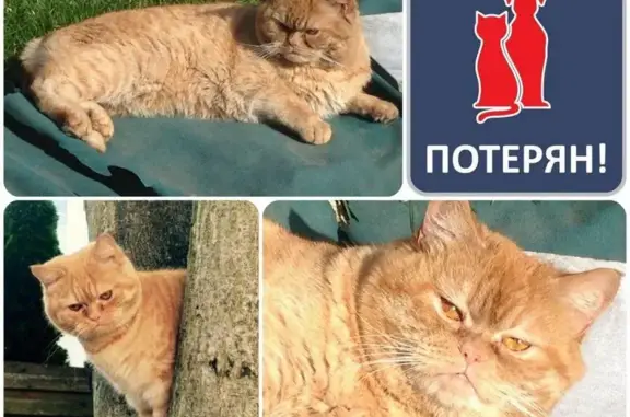 Пропала кошка на ул. Радистов #ПОТЕРЯН_КОТОПЕС39
