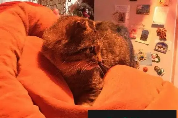 Найден котик с обмороженными ушками в Петрозаводске